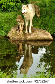 Wolves with water reflections