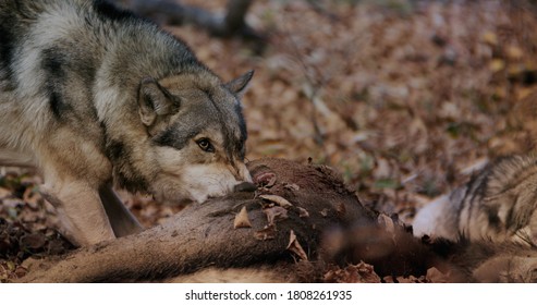 31,229 Wolf hunting Images, Stock Photos & Vectors | Shutterstock