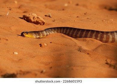 Woma python - Aspidites ramsayi also Ramsay's python, Sand python or Woma, snake on the sandy beach, endemic to Australia, brown and orange with darker striped or brindled markings.