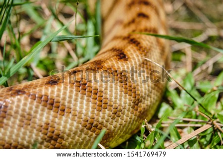 Woma Python Snake Skin	slithering through the grass