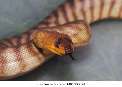 Woma Python Strike Position Stock Photo 1491300098 | Shutterstock