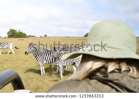 Woman in African safari watching and taking photos of zebras and other wildlife at sunrise. Close-up shot with a warm and energetic atmosphere.