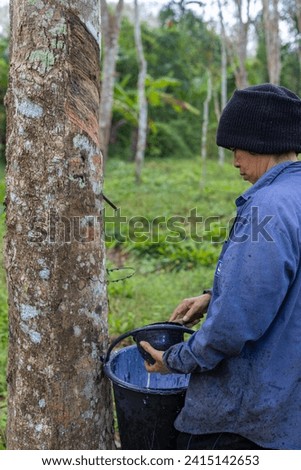 Woman agricultural cultivate rubber latex from tree agro industry