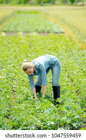 Woman Agronomist Or Farmer Working On Summer Potato Field