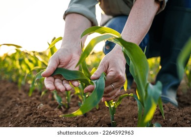 Woman agronomist inspecting maize seedling. Farmer examining corn plant in field. Agricultural activity - Shutterstock ID 2264592963