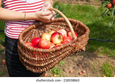 Woman Apple Orchard