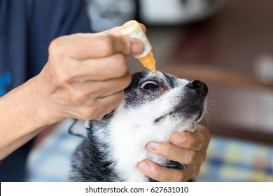 buy dog treats in bulk