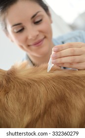 Woman Applying Tick And Flea Prevention Treatment To Her Dog