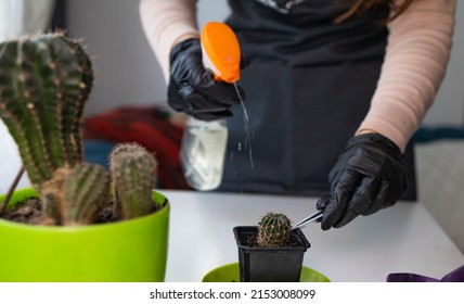 Woman In A Apron Replanting A Home Plant Cereus Succulent Cactus In A Black Pot, Home Plant Care Concept, Life Hack Working With Sharp Cactus Stems