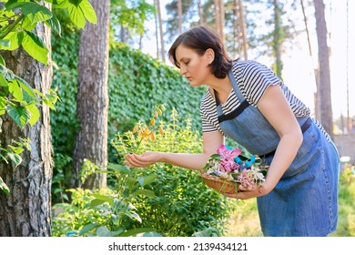 Woman In Apron Tending Backyard Flower Beds Rejoicing At Blooming Lily Plant