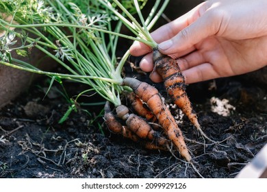 Woman Asean Holding Up Fresh Organic Baby Carrots. The Carrots Have Just Been Harvested From The Vegetable Garden.