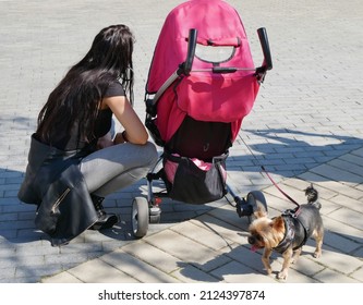 Woman With A Baby Carriage And A Dog