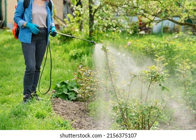 Woman With Backpack Garden Spray Gun Under Pressure Handling Bushes Roses