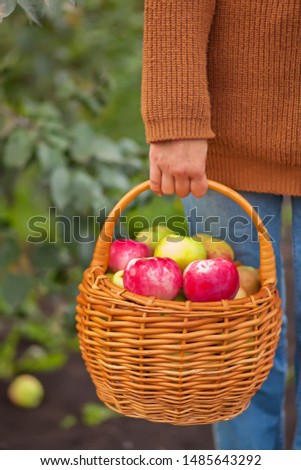 Similar – Foto Bild Mädchen pflückt mit der Hand einen frischen Apfel aus dem Weidenkorb.