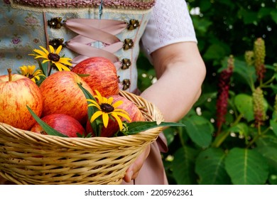 a woman in a beautiful traditional dirndl dress (or Tracht) holding a basket with gorgeous big red apples (Munich, Bavaria, Germany)                          - Shutterstock ID 2205962361