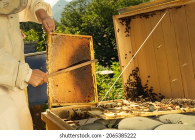Woman beekeeper holds wooden honey frame with bees in hands on mountains background. Female Beekeeper removing the bees from honey comb with soft brush. Apiary, honey making, small business, hobby