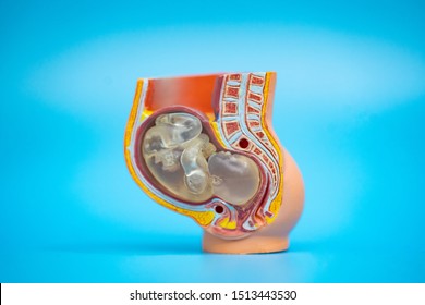Woman belly and pregnancy diagram on blue background.Pregnancy stages.Human baby growth stages in nine month development.pregnancy stages pictures.Model of embryo pregnancy, medicine growth stage.