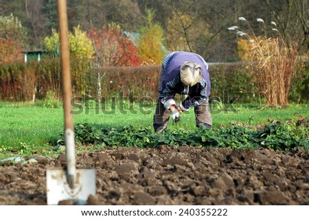 Woman bends down and weeding her garden with a fork