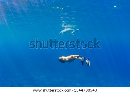 Woman in bikini and fins swimming in blue ocean with dolphins