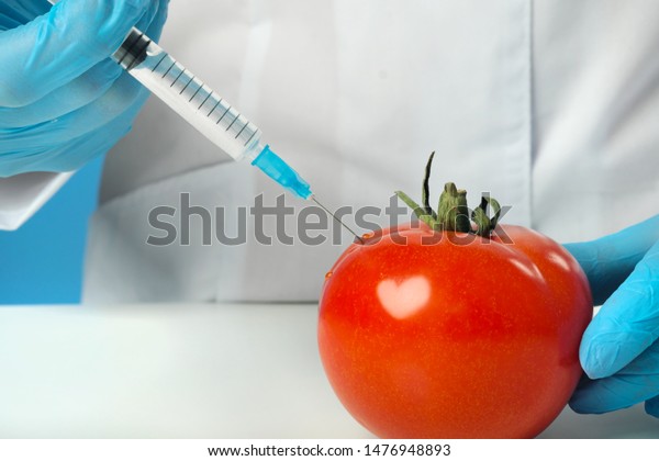 A\
woman biologist scientist in the lab, in a white coat, and rubber\
gloves on a blue background. Inject drugs with a syringe into a red\
tomato. GMO concept and food modification. Close\
up.