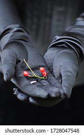 Woman In Black Satin Gloves Holds Three Red Berries In The Palm