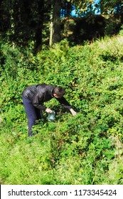 Woman Blackberry Picking In The Woods  In The Autumn At Dunragit, Dumfries And Galloway, Scotland.