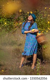 Woman In Blue Dress And Fashion Hat With Full Basket Colecting Quince Fruits At Plantation Of Quinces