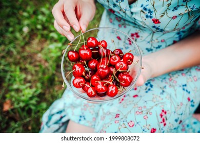 woman in blue dress holding handful of sweet cherries in garden farm orchard on summer day.