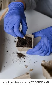 A Woman In Blue Gloves Holds A Peat Pot For Seedlings In Her Hands And Plants A Pumpkin Seed In The Ground.Preparation For Planting Seeds.Close-up.The Concept Of Agriculture.High Quality Photo