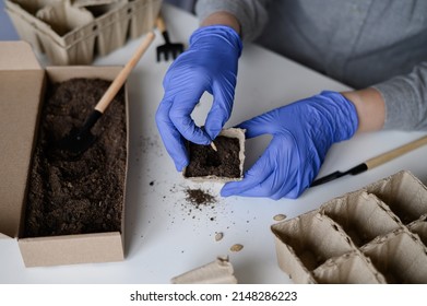 A Woman In Blue Gloves Holds A Peat Pot For Seedlings In Her Hands And Plants A Pumpkin Seed In The Ground.Preparation For Planting Seeds.Close-up.The Concept Of Agriculture.High Quality Photo