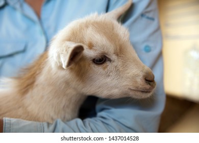 Woman In Blue Shirt Holding Baby Goat