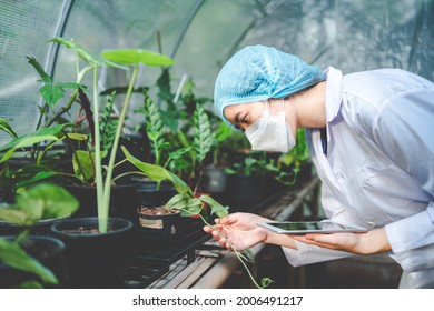 woman botanist working in greenhouse for gardening a agriculture plant, female florist people in botany lifestyle with nature, horticulture in organic glasshouse with flower growth