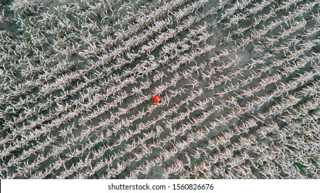 Woman In Bright Sweatshirt In Corn Field. Aerial View.