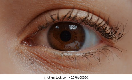 Woman with brown eye and eyelashes looking at camera. Human eye in extreme close up open with eyelid and natural skin showing retina, pupil and iris, blinking to focus sight. Healthy eyesight. Closeup
