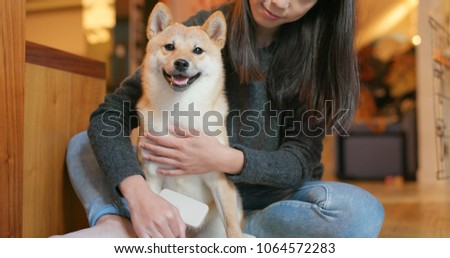 Woman brush her shiba inu dog at home 