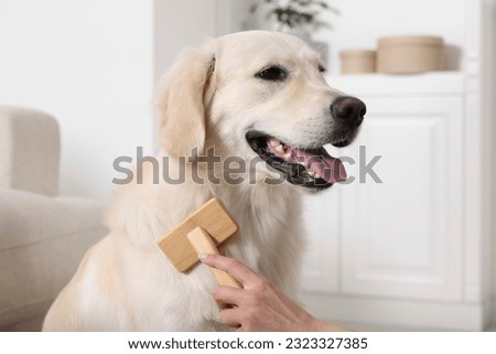 Woman brushing cute Labrador Retriever dog's hair at home, closeup