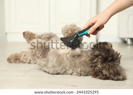 Woman brushing cute Maltipoo dog indoors, closeup. Lovely pet