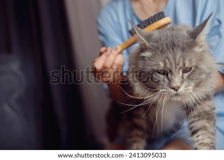 Woman brushing her cat while she is resting on the floor at home, Maine Coon cat