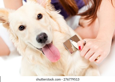 Woman brushing her dog