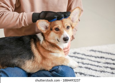 Woman brushing her dog with hair removing glove at home