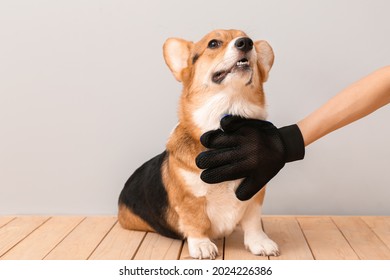 Woman Brushing Her Dog With Hair Removing Glove On Light Background