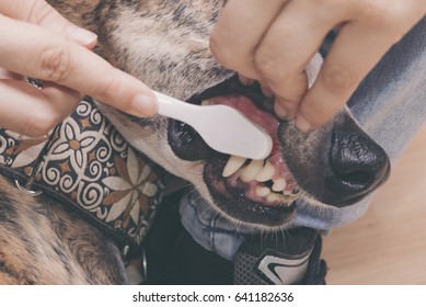 Woman brushing her teeth at the dog