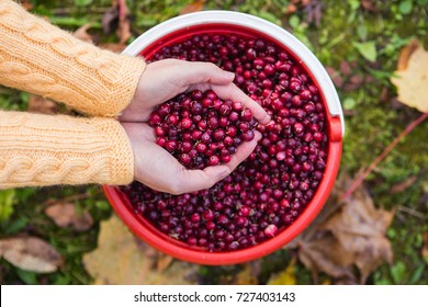 Woman with a bucket of cranberries