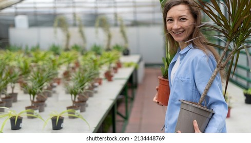 A woman buys flowers at a garden shop. A young lady chooses ornamental plants at a flower greenhouse market, holding two dracaena and zamiokulkas flowers in her hands. Home and garden concept.