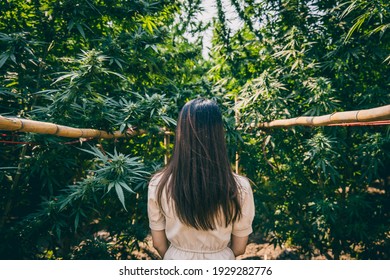 Woman In The Cannabis Farm, Girl Standing With Marijuana Or Hemp Green Herbal Plant.