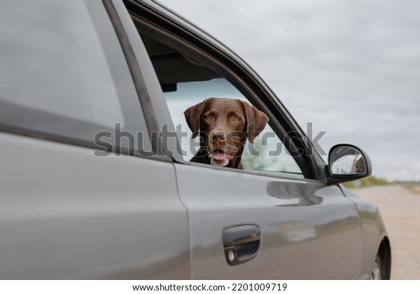 woman in a car with\
her dog is going on a road trip. a happy female traveler and\
labrador retriever looks out the car window. have fun. freedom and\
joy for a single woman