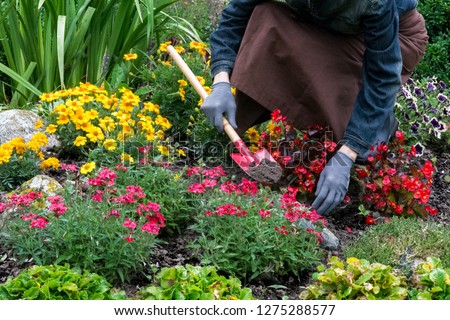 Woman cares about  flowers in the flower garden,  horticulture and the flower planting concept
