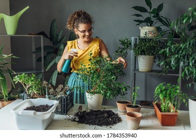 Woman Caring For House Plant. Woman Taking Care Of Plants At Her Home, Spraying A Plant With Pure Water From A Spray Bottle