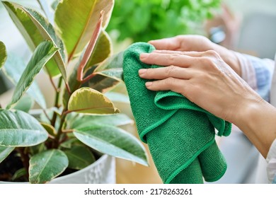 Woman Caring For House Plants In Pots, Wiping Dirt And Dust From Plant Leaves