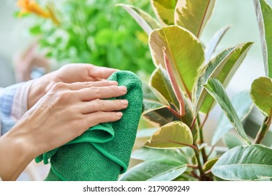 Woman Caring For House Plants In Pots, Wiping Dirt And Dust From Plant Leaves